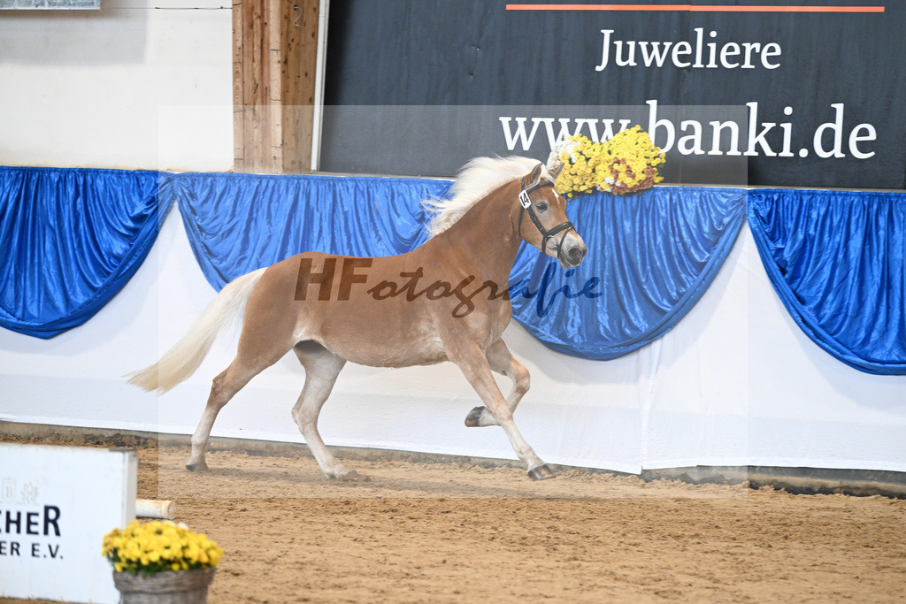 Bl. Band Kat-Nr. 14 Kleopatra v. Aquagon_Lang_48251504 | hf-fotografie - Realisiert mit Pictrs.com