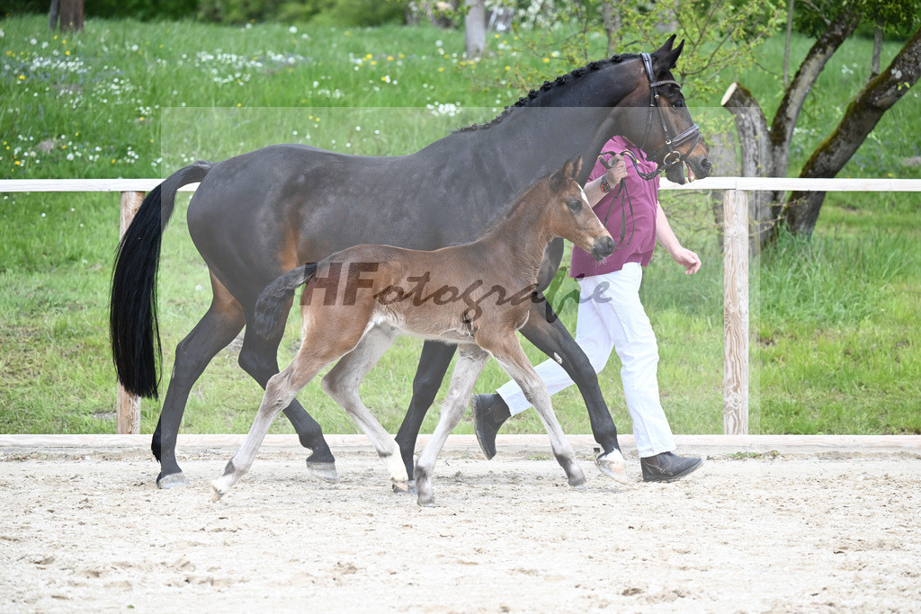 Vigaro x Chiccos Boy_HF_Weber_11240628 | hf-fotografie - Realisiert mit Pictrs.com