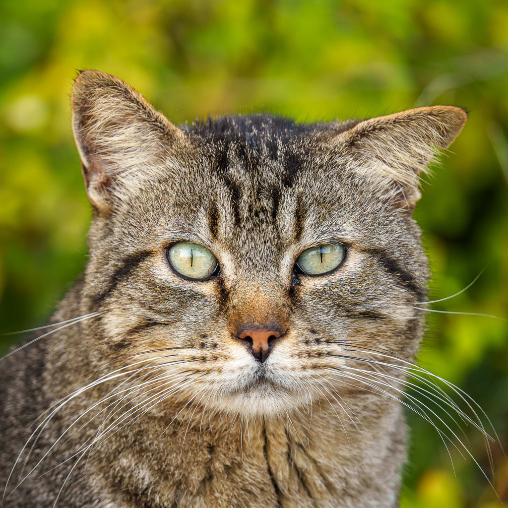 allesWIRTHgut Tierfotografie - 7IV08549 | Professionelle Tierfotografie in Mönchengladbach von Daniel Wirth (allesWIRTHgut). Liebevolle & natürliche Bilder von Hunden & Katzen für unvergessliche Erinnerungen.