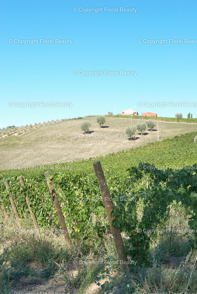 Weingut in Italien | Weinberg Italien - Realized with Pictrs.com