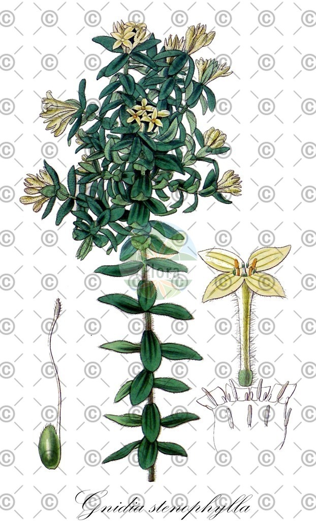 HistAbb_wfo-0000057127_2_ENZY_Simple | Historische Abbildung von Gnidia stenophylla - Thymelaeaceae | Historical Illustration of Gnidia stenophylla - Thymelaeaceae