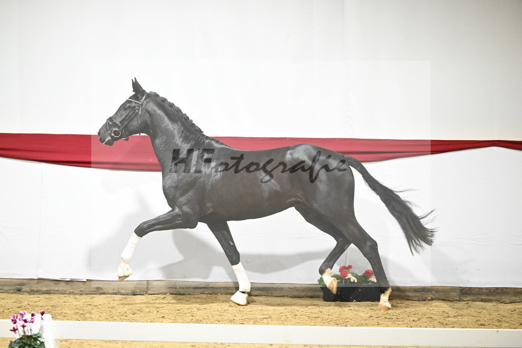 Kat-Nr. 55 v. DSP Bohemian_Casper_63221541 | hf-fotografie - Realizzato con Pictrs.com