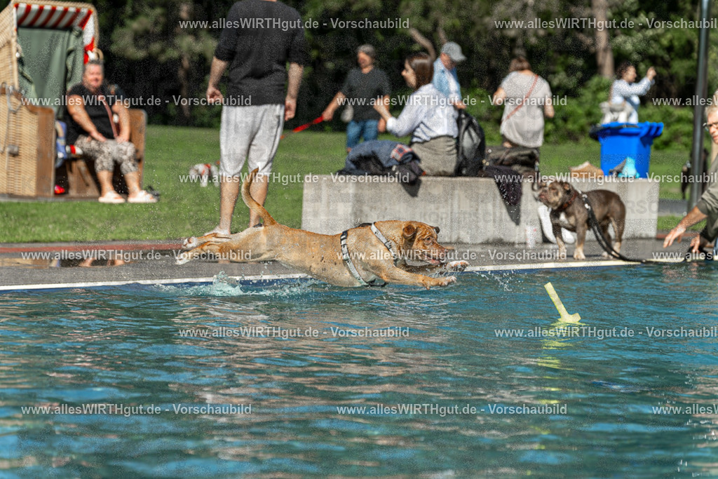 Hundeschwimmen_Volksbad_2026-allesWIRTHgut_Tierfotografie-2609061255-120517-7R500300 | Professionelle Tierfotografie in Mönchengladbach von Daniel Wirth (allesWIRTHgut). Liebevolle & natürliche Bilder von Hunden & Katzen für unvergessliche Erinnerungen.