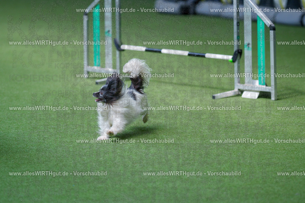 @allesWIRTHgut_Tierfotografie - www.allesWIRTHgut.de - 2604261326-7R501839 | Professionelle Tierfotografie in Mönchengladbach von Daniel Wirth (allesWIRTHgut). Liebevolle & natürliche Bilder von Hunden & Katzen für unvergessliche Erinnerungen.