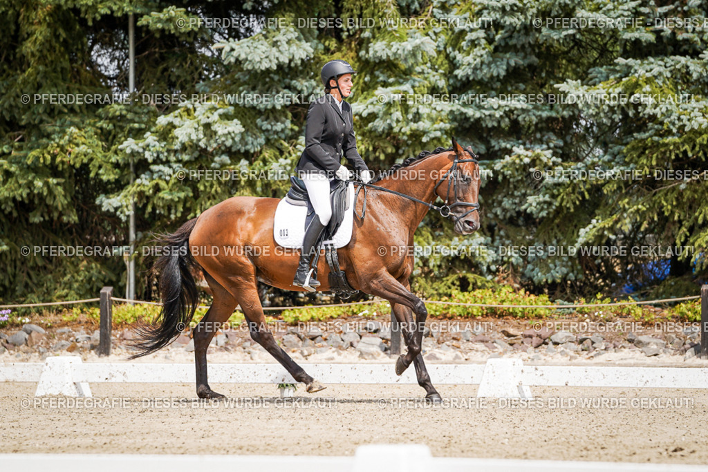 DSC02148 | Pferdegrafie