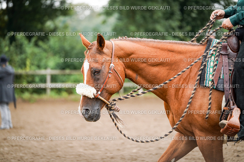 DSC01764 | Pferdegrafie