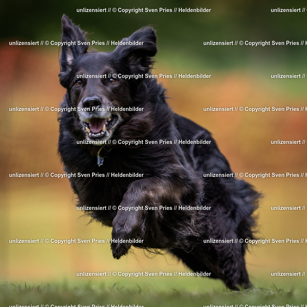 Sven Pries | 2024-04-21 - Hunderennen Baden-Oos
Foto: Sven Pries - Realisiert mit Pictrs.com