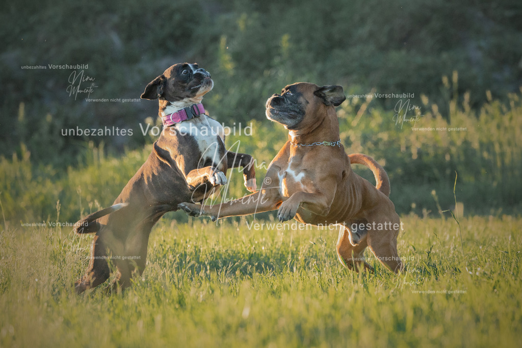 optimiert | Einzigartige Fotos von Hunden & Menschen –Actionfotos, Portraits, Vereinsaufnahmen & Paarshootings – authentisch, lebendig & mit Herz.