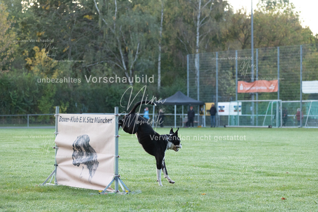 _16A5741 | Einzigartige Fotos von Hunden & Menschen –Actionfotos, Portraits, Vereinsaufnahmen & Paarshootings – authentisch, lebendig & mit Herz.