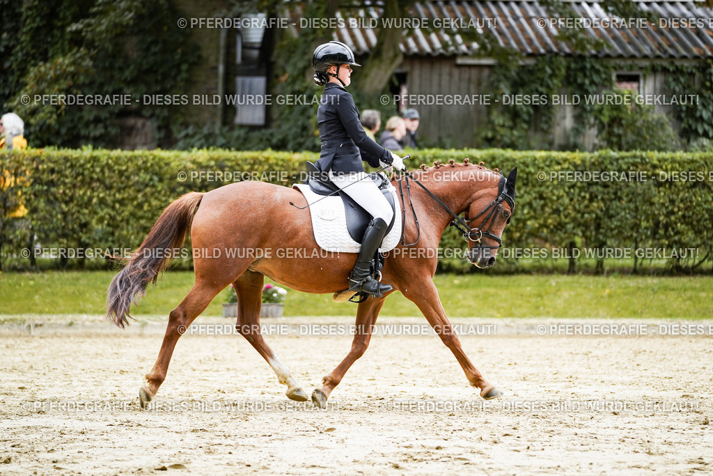 DSC08288 | Pferdegrafie