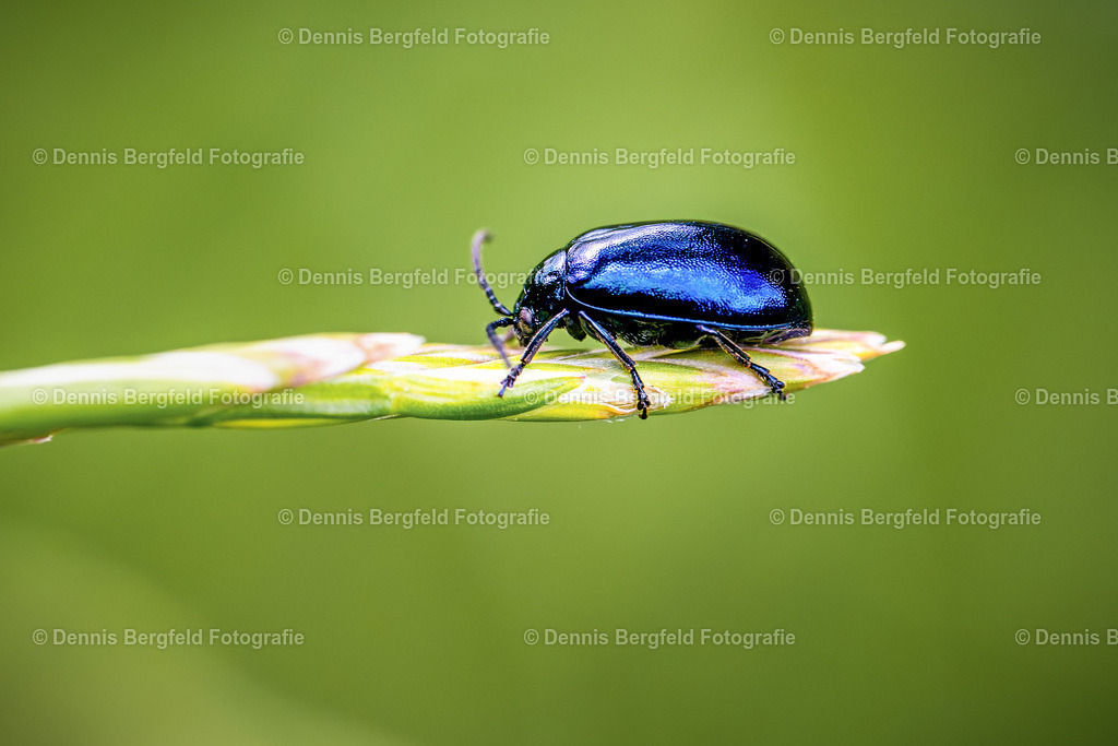 Käfer 5 | Entdecken Sie Natur, Makro und Tierfotografie von Dennis Bergfeld.Besondere Momente und Details der Natur, hochwertig als Foto und Wandbild erhältlich. - Realisiert mit Pictrs.com