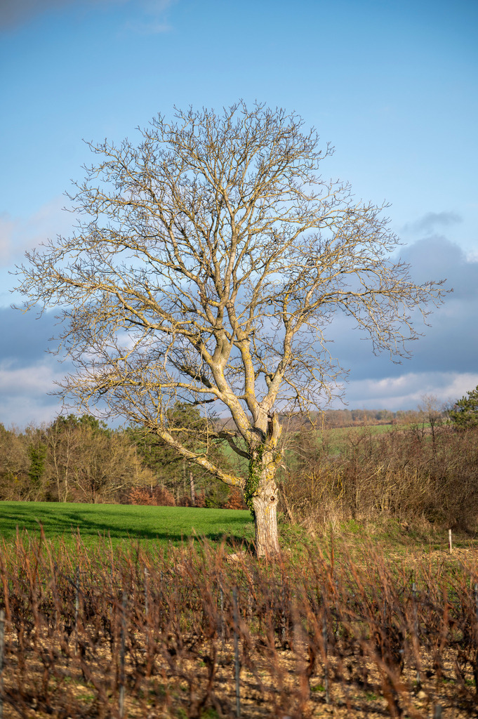 Mystische Bäume - Epineuil, Frankreich | Die Mystik der Bäume unterscheidet sich je nach Jahreszeit  - Realisiert mit Pictrs.com
