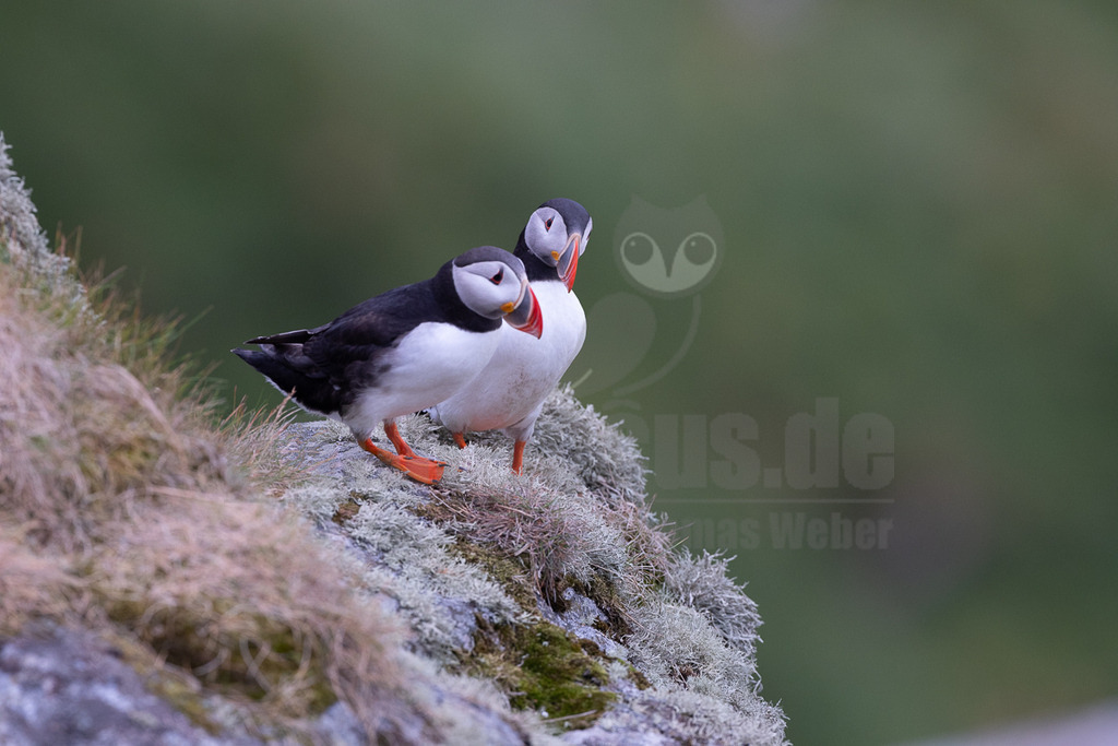 R5NF5917-20230720 | Das Bild zeigt zwei Papageitaucher (Fratercula arctica), die auf einem Felsen stehen. Die Vögel haben ein schwarz-weißes Gefieder und einen auffälligen, bunten Schnabel. Sie stehen eng beieinander, was eine soziale Interaktion andeutet. - Realisiert mit Pictrs.com