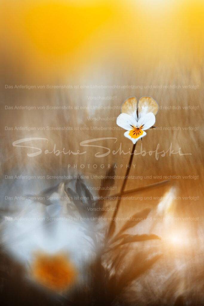 Veilchen | Ein Veilchen vor einem gelb, orange, braunen Hintergrund. Im Vordergrund eine unscharfe Blüte  - Realisiert mit Pictrs.com