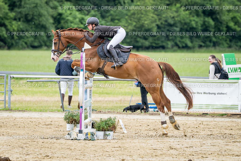 DSC04495 | Pferdegrafie