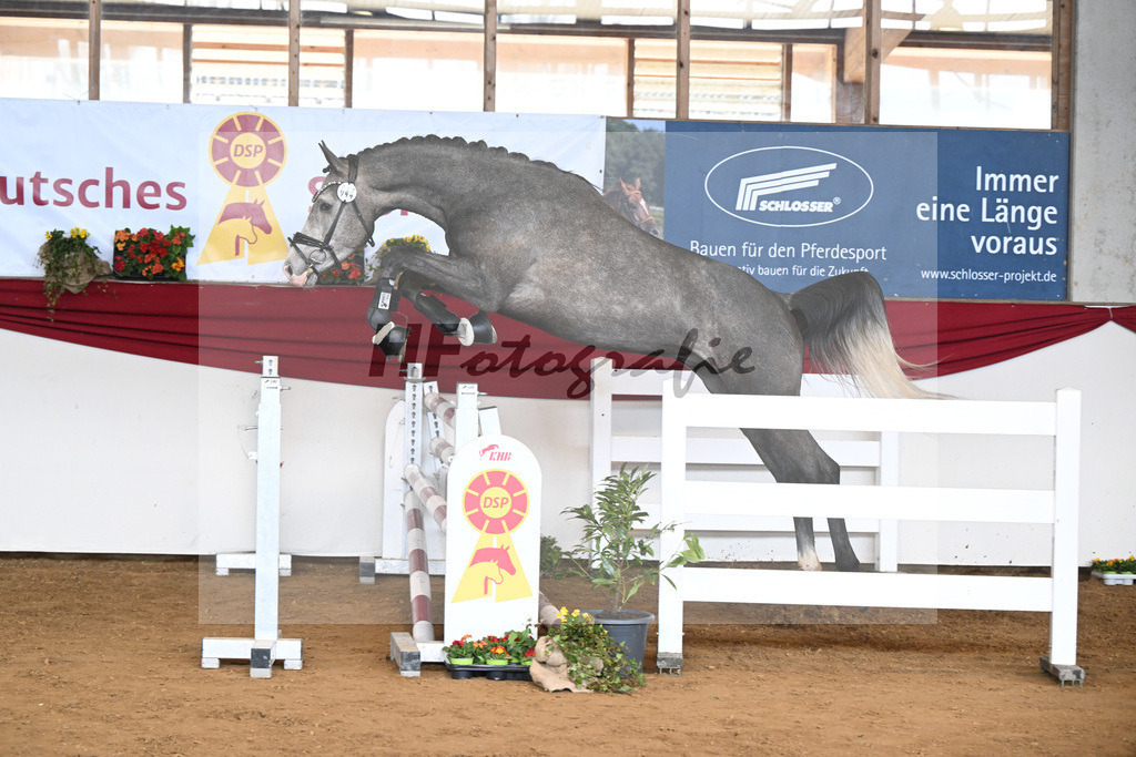 Kat-Nr. 44 Harry v. Hickstead White_Koeniger_16250740 | hf-fotografie - Realisiert mit Pictrs.com