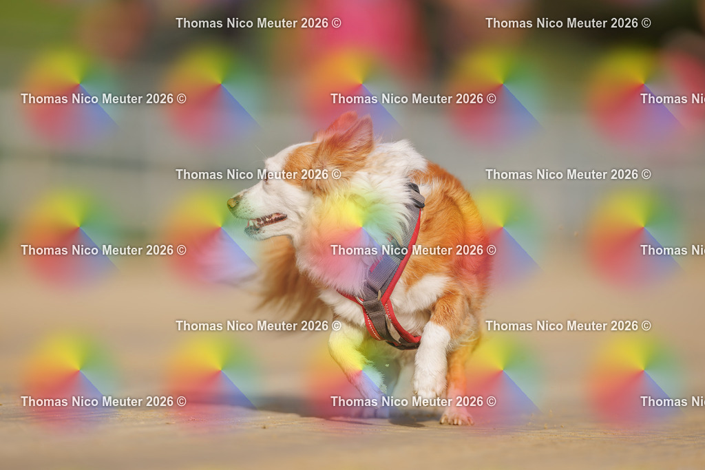 Thomas_Nico_Meuter(C)_03. Oktober 2026_223A0268 | Bild von Thomas Nico Meuter - Realisiert mit Pictrs.com
