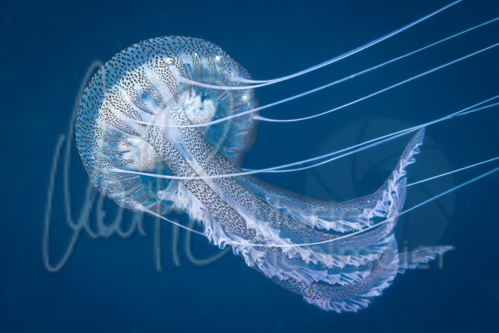 Pelagia noctiluca | Leuchtqualle / Cast: Acalefo luminiscente; Eng: Pink jellyfish - Realisiert mit Pictrs.com