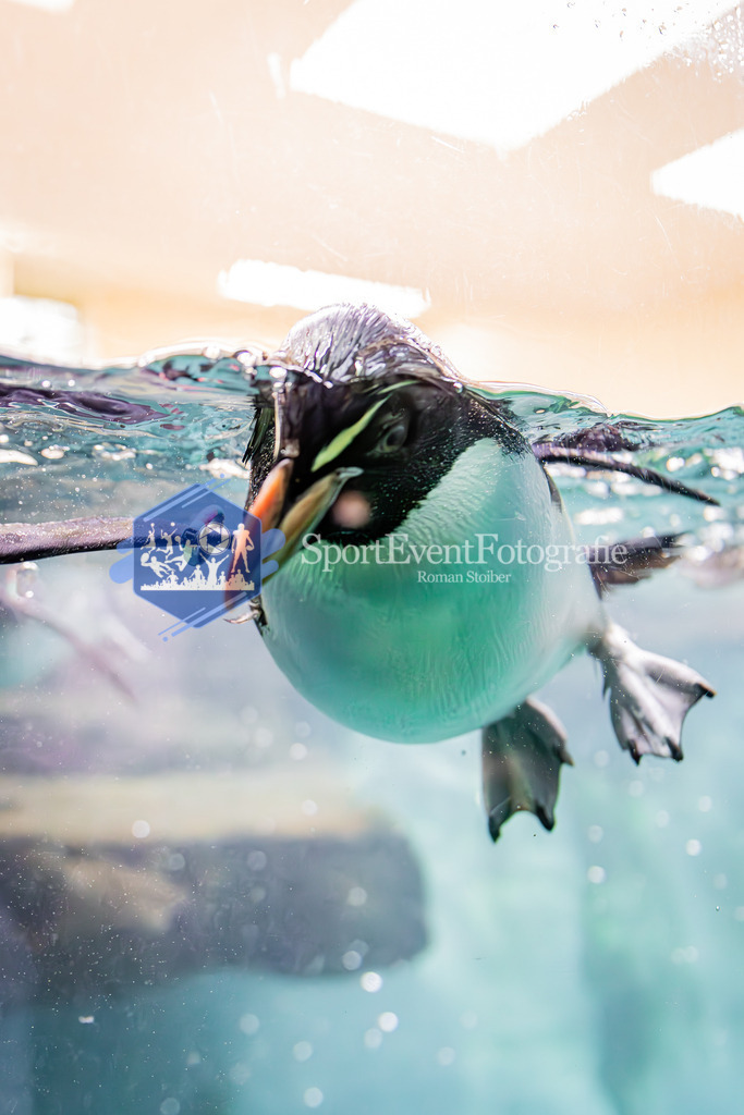 IMAG7669 | SportEventFotografie - Roman Stoiber