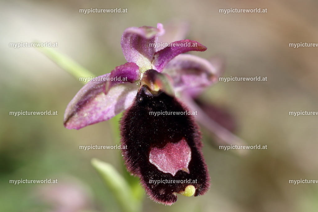 Bertolonis-Ragwurz-099 | Das Bilderarchiv über Tiere, Planzen und Landschaften. In der Bilddatenbank finden Sie ein große Auswahl an hochwertigen Bilder für Ihre Werbung - Realisiert mit Pictrs.com