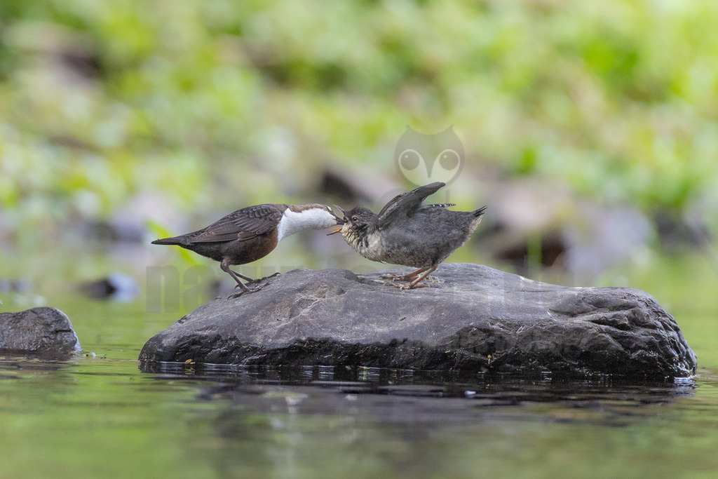 R5M21703_20260419 | Eine erwachsene Wasseramsel (Cinclus cinclus) füttert einen Jungvogel, der mit geöffnetem Schnabel und leicht ausgebreiteten Flügeln auf einem dunklen Felsen im Wasser sitzt. Das Gefieder des Altvogels ist dunkelbraun mit einem markanten weißen Brustlatz, während der Jungvogel ein graueres, gesprenkeltes Gefieder aufweist. Der Hintergrund ist unscharf und zeigt grüne Vegetation. - Realisiert mit Pictrs.com