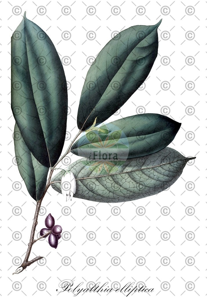 HistAbb_wfo-0001111927_1_ENZY_Simple | Historische Abbildung von Polyalthia elliptica - Annonaceae | Historical Illustration of Polyalthia elliptica - Annonaceae