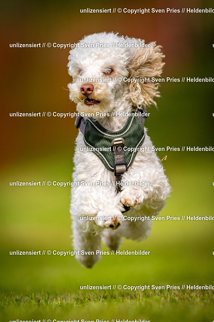 Sven Pries | 2024-09-22 - Hunderennen Baden-BadenPudelverein - Realisiert mit Pictrs.com