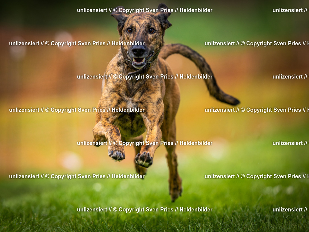 Sven Pries | 2025-04-13 - Hunderennen Baden-Baden - Realisiert mit Pictrs.com