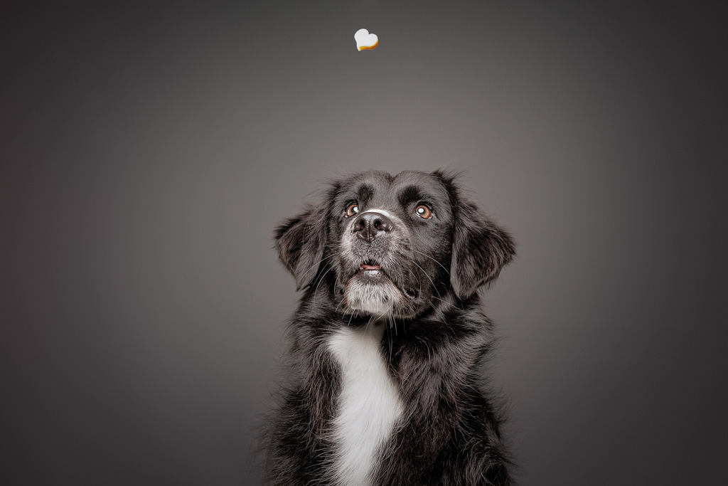 Hundefotografie im Professionellen Heimstudio | Hundefotografie mit professioneller Blitzanlage 