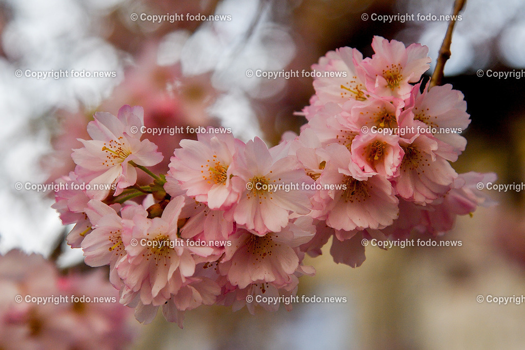 Frühling_ Blumen_ Bäume_ 06.04.2026-5 | 06.04.2026, Linz, AUT, Themenbild, im Bild Fruehling, Baeume, Kirschblüten, Zierkirsche, Blüten, Blueten, Baum, Bäume, Baeume,  Ziergehoelz, rosa, weiss, rosa Blüten, weiß-rosa Blüten, Frühlingsblumen, Frühling, Blütenknospen, Blühender Baum, Zierbaum, Gartenpflanze, Naturfotografie, Pflanzenfotografie, Nahaufnahme, Zweige, Knospen, Blütenpracht, botanisch, Frühjahrsblüte, Symbolbild, Feature
