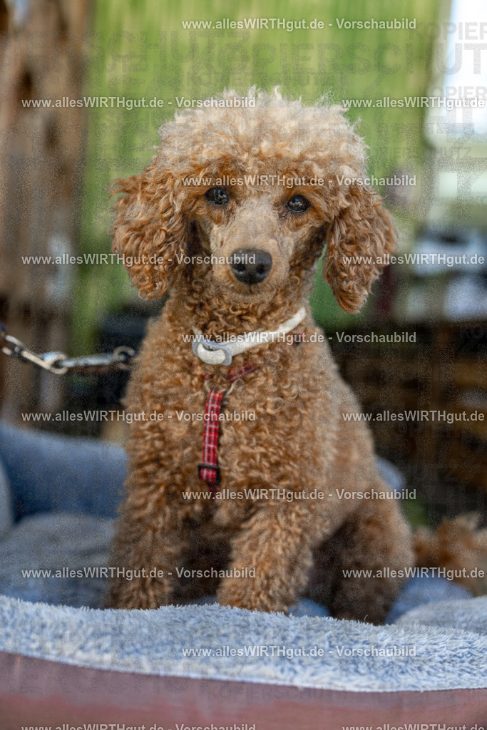 Hundeschwimmen_Volksbad_2026-allesWIRTHgut_Tierfotografie-2609061111-102154-7R509507 | Professionelle Tierfotografie in Mönchengladbach von Daniel Wirth (allesWIRTHgut). Liebevolle & natürliche Bilder von Hunden & Katzen für unvergessliche Erinnerungen.