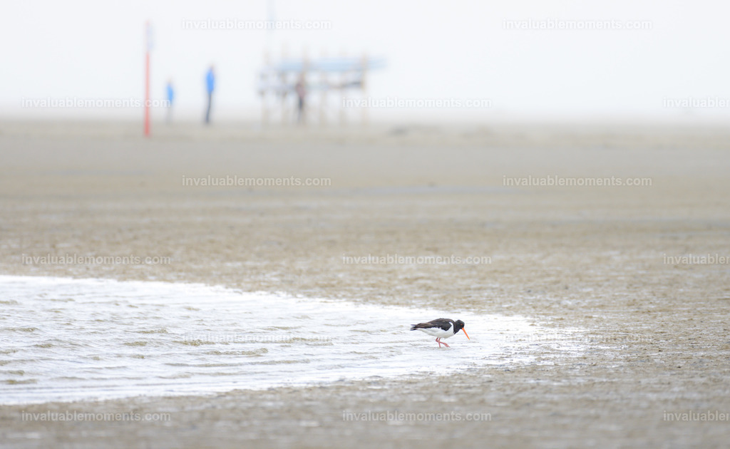 DSC_0422 | invaluablemoments.com - Realisiert mit Pictrs.com