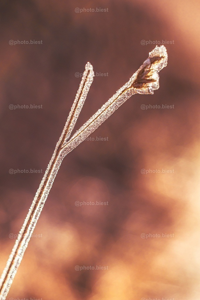 Eisiges Fossil | Ein Grashalm im Sonnenlicht, verborgen unter einer dicken Eisschicht. - Realisiert mit Pictrs.com