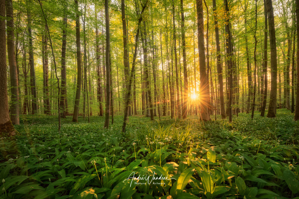 Sonnenaufgang im Bärlauchwald | Andre Wandrei - Nature Artworx - Realisiert mit Pictrs.com