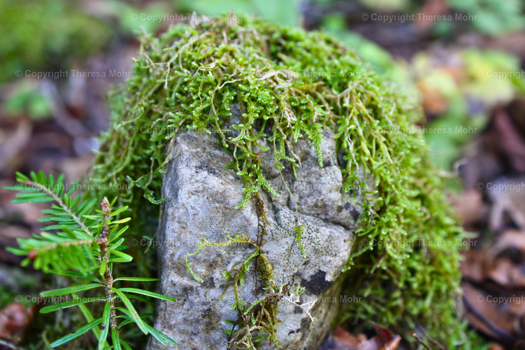 Moos über Stein  | Naturpuls - Realisiert mit Pictrs.com