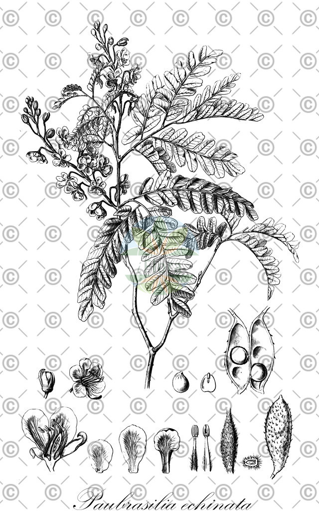 HistAbb_4140_1_SIMPLE | Historische Abbildung von Paubrasilia echinata - Fabaceae (Pernambucoholz) | Historical Illustration of Paubrasilia echinata - Fabaceae