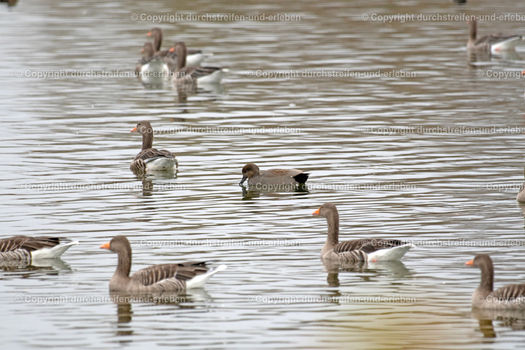 Schnatterente unter Graugänsen | Eine selten in Mitteleuropa zu sehende Schnatterente schwimmt unter Graugänsen. A rarely in Middle Europe zu see gadwall swims among graylags.  - Realisiert mit Pictrs.com