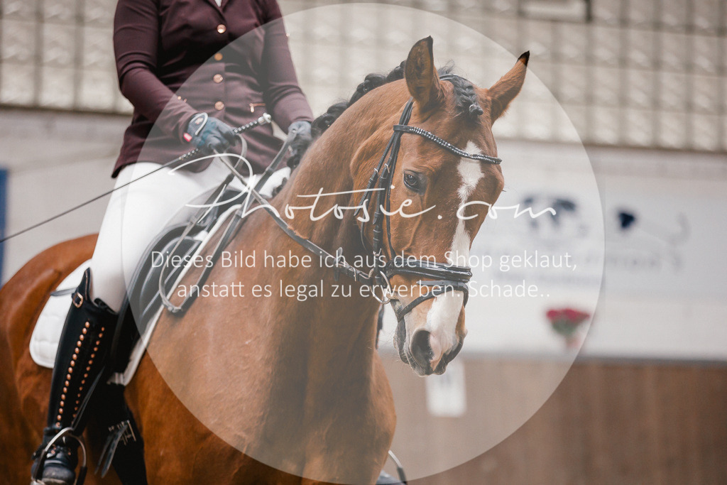 3I6A6890 | Stimmungsvolle Portraits und Reitsportfotografie im Ruhrgebiet und im Münsterland.

Pferdefotografie, Hundefotografie, Tierfotografie, Reportagen, Portraits von Tier und Mensch, Turnierfotografie in Bochum, Recklinghausen, Marl, Haltern am See, Dülmen.. - Realisiert mit Pictrs.com