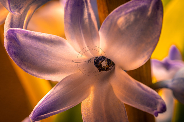 Die Blüte von einer lila farbenen Hyazinthe | Professionelle Natur- & Landschaftsfotos als Poster, auf Leinwand & viele mehr. Wähle aus einer Vielzahl an Formaten & Materialien Dein perfektes Bild. - Realisiert mit Pictrs.com