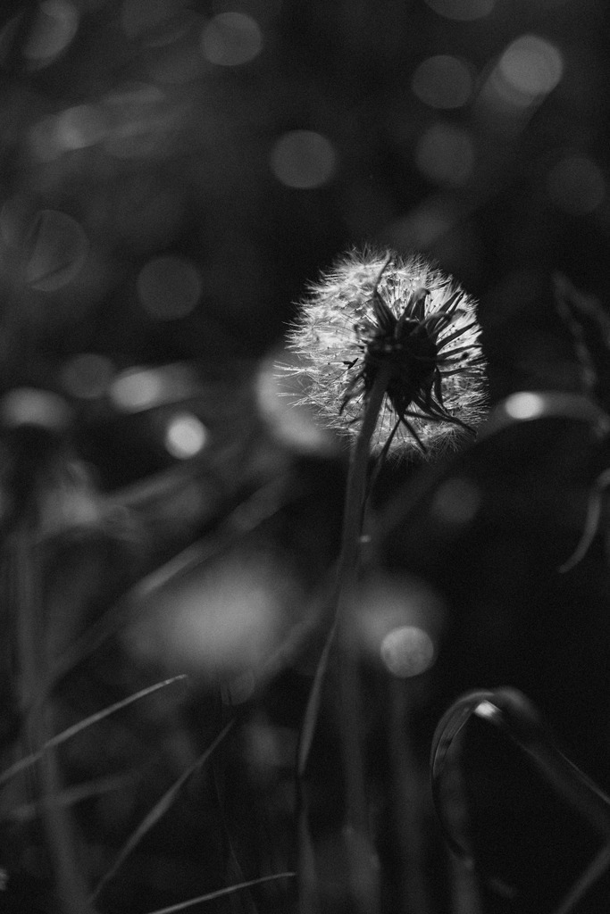 Pusteblume | Nikon Z8