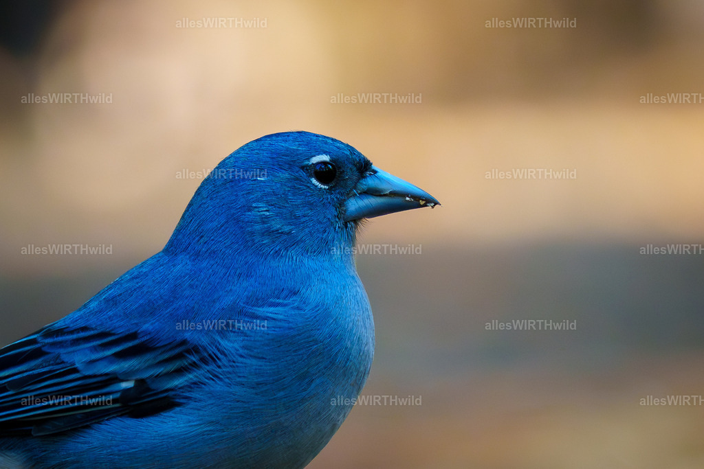 allesWIRTHgut Tierfotografie - allesWIRTHgut.de - 7IV05764-2 | Entdecke die faszinierende Welt der Natur- und Wildlife-Fotografie von Daniel und Bärbel. Inspirierende Bilder von wilden Tieren und kleinen Naturwundern.
