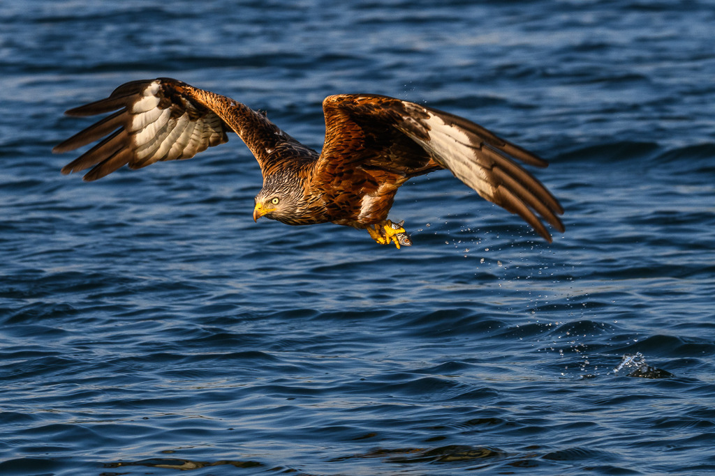 milan-2018-187 | Ein Roter Milan (Milvus milvus) im Abflug mit einem erbeuteten Fisch. Das Foto entstand mit einer Nikon D850 am Breiten Luzin im Naturpark Feldberger Seenlandschaft in Mecklenburg-Vorpommern. - Realisiert mit Pictrs.com