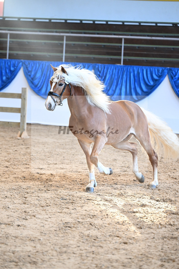 Kat-Nr. 30 Angeber SCH v. Andoro SCH_Schmid_48250606 | hf-fotografie - Realisiert mit Pictrs.com