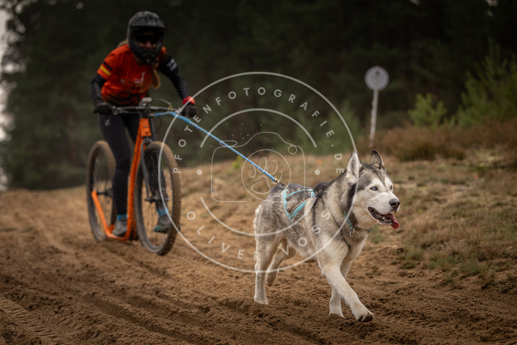Pfotenfotografie_DV3A5001 | Hundefotografie, Tierfotograf, Pfotenfotografie, Fotoshooting Hund, Hunde Portrait, Hundesport, Hundeportraits, Heideshooting, Hunde, Sportfotograf, Hundefotograf, Turnierhundsport, THS,  - Realisiert mit Pictrs.com