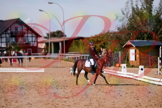 2026_10_03_Siefer-Hof_122038_Z81_20834224 | Professionelle Reitsport-, Turnier- und Eventfotografie von Robert Broda. Galerien mit ausgewählten und bearbeiteten Bildern direkt online ansehen und bestellen.