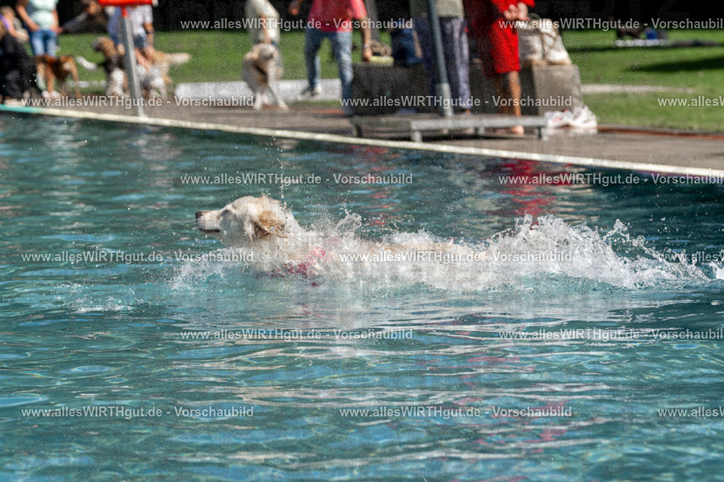 Hundeschwimmen_Volksbad_2026-allesWIRTHgut_Tierfotografie-2609061217-FAY06433 | Professionelle Tierfotografie in Mönchengladbach von Daniel Wirth (allesWIRTHgut). Liebevolle & natürliche Bilder von Hunden & Katzen für unvergessliche Erinnerungen.