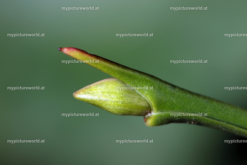 Heidelbeere-013 | Das Bilderarchiv über Tiere, Planzen und Landschaften. In der Bilddatenbank finden Sie ein große Auswahl an hochwertigen Bilder für Ihre Werbung - Realisiert mit Pictrs.com