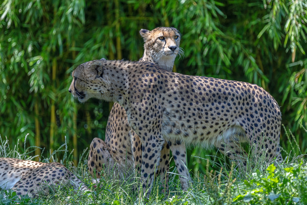 Gepard in Bewegung | Ein Gepard durchstreift das hohe Gras. Kraft, Eleganz und Geschwindigkeit vereinen sich in diesem Moment der Wildtierfotografie. - Realisiert mit Pictrs.com