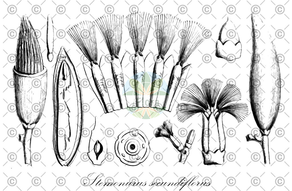 HistAbb_wfo-0000040944_1_ENZY_Simple | Historische Abbildung von Stemonurus secundiflorus - Stemonuraceae | Historical Illustration of Stemonurus secundiflorus - Stemonuraceae