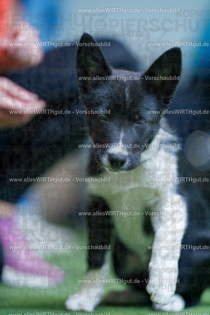 @allesWIRTHgut_Tierfotografie - www.allesWIRTHgut.de - 2604251311-7R503651 | Professionelle Tierfotografie in Mönchengladbach von Daniel Wirth (allesWIRTHgut). Liebevolle & natürliche Bilder von Hunden & Katzen für unvergessliche Erinnerungen.